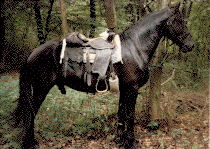 Cheval de randonnée