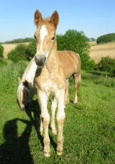 ...au rythme des chevaux....