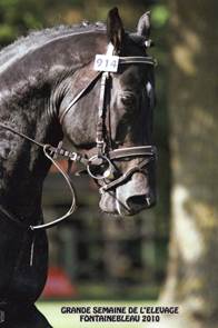 Cheyenne_fontaibleau_tete