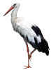 Beschreibung: Beschreibung: Beschreibung: Beschreibung: Beschreibung: Beschreibung: Beschreibung: Beschreibung: Beschreibung: Beschreibung: Beschreibung: Cigogne