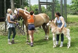 Les soins aux chevaux...