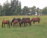 Chevaux
