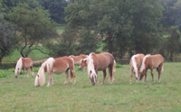 Poulinière Haflinger sur le pré
