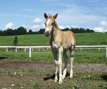 Poney haflinger