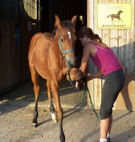 Poulain